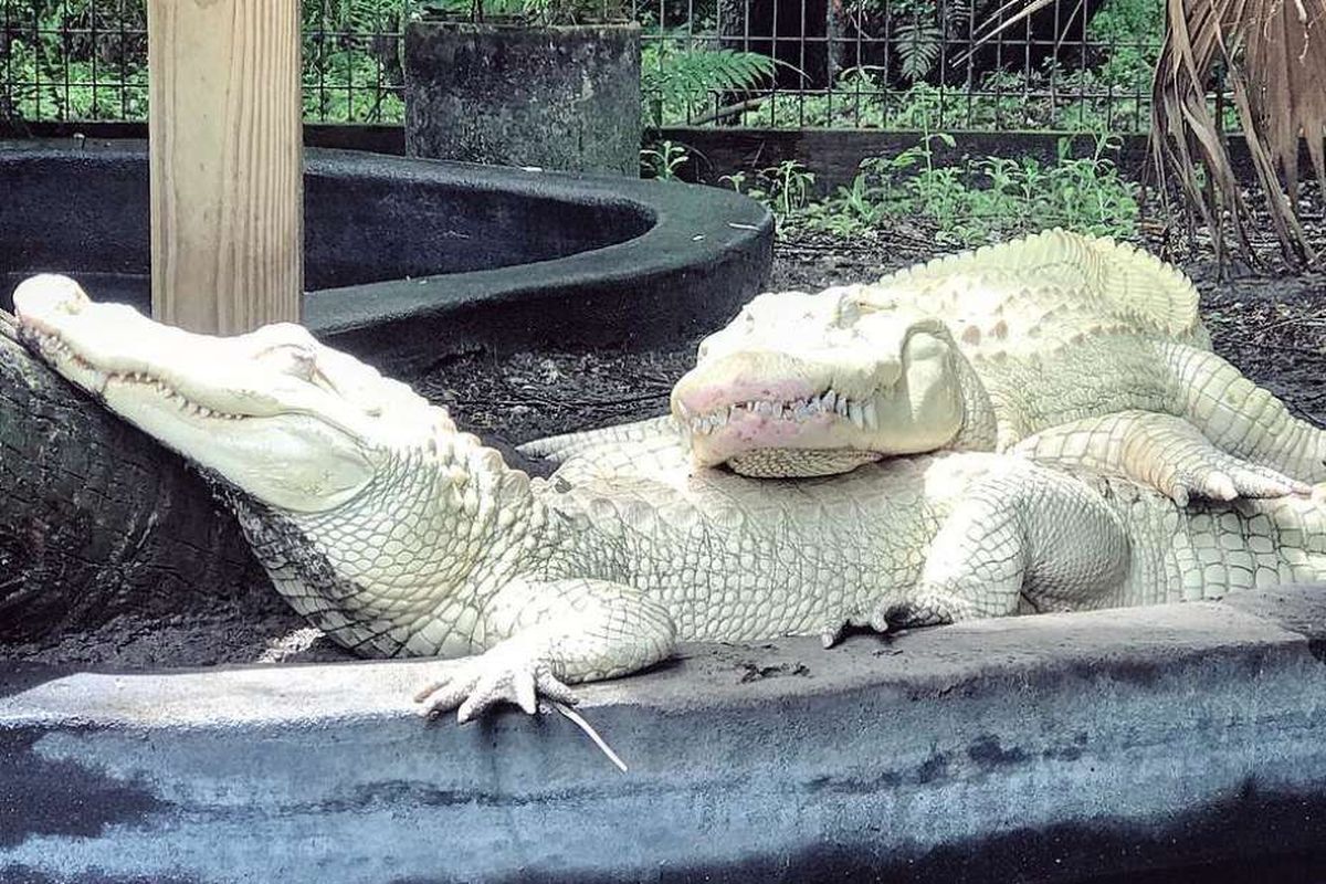 Mitos Buaya Putih